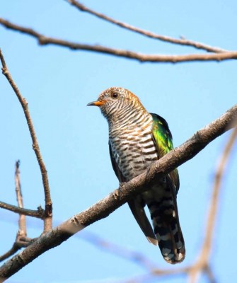 Thailand, Thailand wildlife tour, Asia, birdwatching, Naturalist Journeys, Ecotourism, Asian Emerald Cuckoo