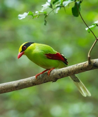 Common Green Magpie, Thailand, Thailand wildlife tour, Asia, birdwatching, Naturalist Journeys, Ecotourism