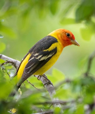 Western Tanager, Birding Arizona, Bird Watching Arizona, Naturalist Journeys, Wildlife Tour, Wildlife Photography, Ecotourism, Specialty Birds, Endemic Birds, Birding Hotspot, Sky Islands, Saguaro National Park