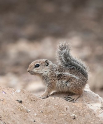 Harris' Antelope Squirrel, Birding Arizona, Bird Watching Arizona, Naturalist Journeys, Wildlife Tour, Wildlife Photography, Ecotourism, Specialty Birds, Endemic Birds, Birding Hotspot, Sky Islands, Saguaro National Park