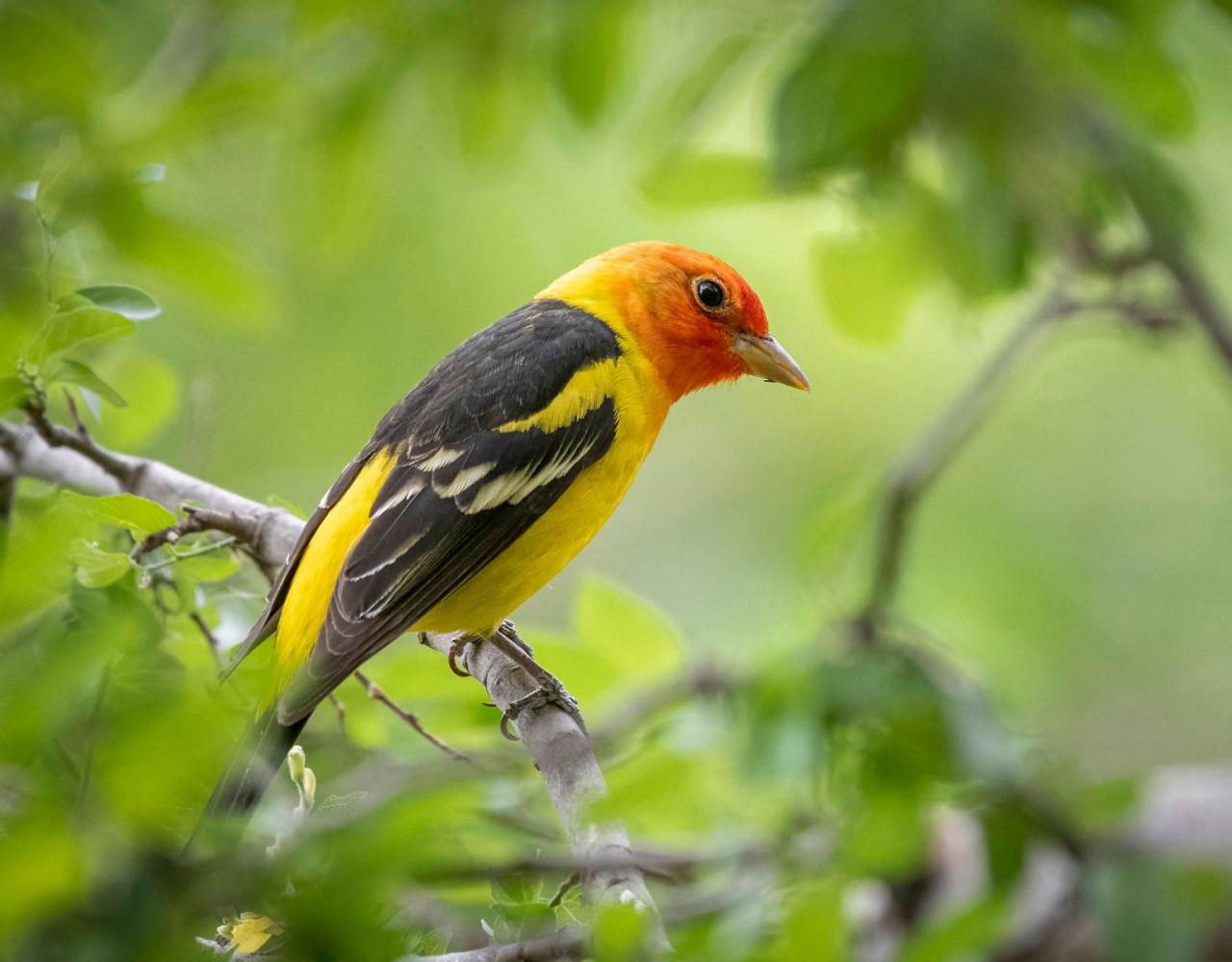 Birding Arizona, Bird Watching Arizona, Naturalist Journeys, Wildlife Tour, Wildlife Photography, Ecotourism, Specialty Birds, Endemic Birds, Birding Hotspot, Sky Islands, Saguaro National Park