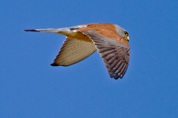 Lesser Kestrel, Spain Birding Tour, Spain Nature Tour, Spain, Naturalist Journeys