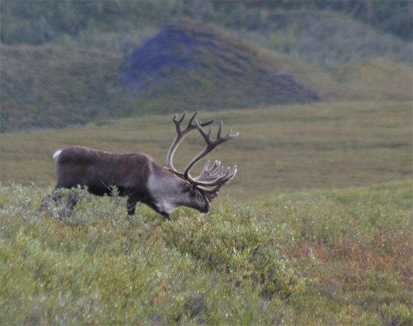 Caribou, Alaska, Alaska Nature Tour, Alaska Birding Tour, Alaska Wildlife Tour, Naturalist Journeys