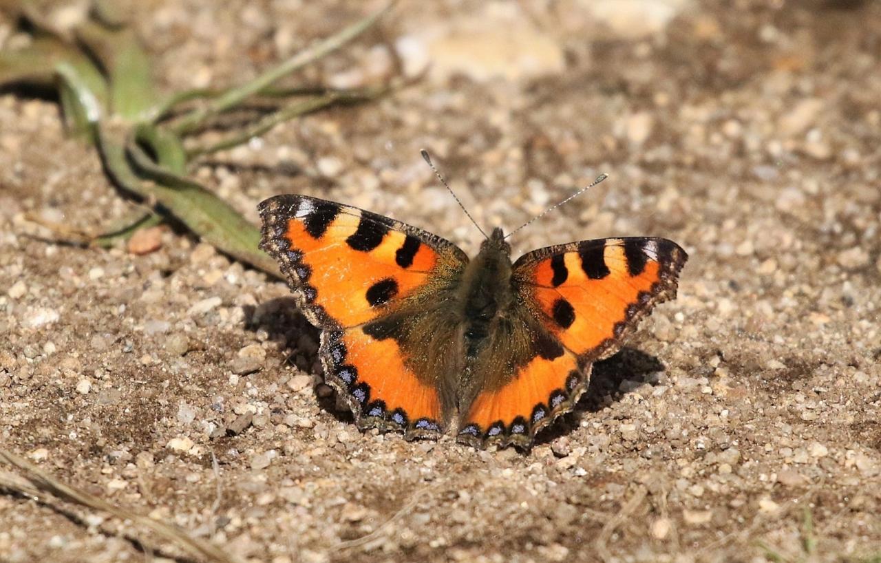 Tortoiseshell Butterfly, Spain Birding Tour, Spain Nature Tour, Spain, Naturalist Journeys