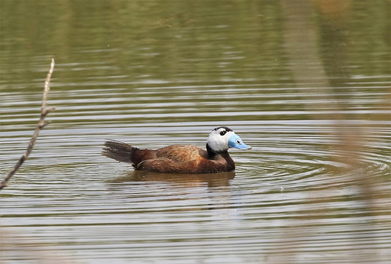 White-headed Duck, Spain Birding Tour, Spain Nature Tour, Spain, Naturalist Journeys