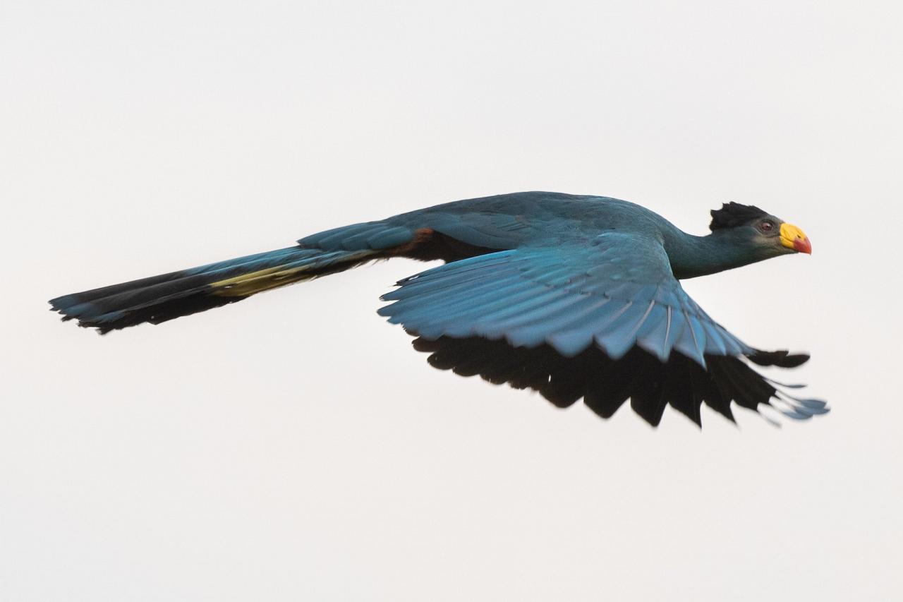 Birding Uganda, Bird Watching Uganda, Uganda, African Birds, Naturalist Journeys, Wildlife Tour, Wildlife Photography, Ecotourism, Specialty Birds, Endemic Birds, Birding Hotspot, Gorilla Trek, Queen Elizabeth National Park 