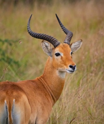 Impala, Birding Uganda, Bird Watching Uganda, Uganda, African Birds, Naturalist Journeys, Wildlife Tour, Wildlife Photography, Ecotourism, Specialty Birds, Endemic Birds, Birding Hotspot, Gorilla Trek, Queen Elizabeth National Park 