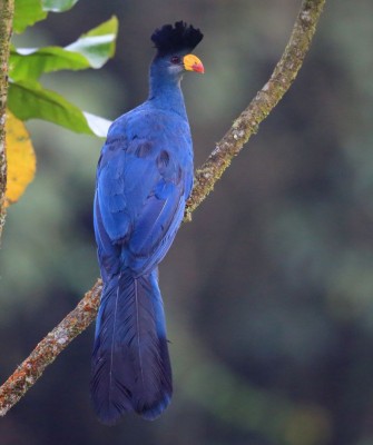 Great Blue Turaco, Birding Uganda, Bird Watching Uganda, Uganda, African Birds, Naturalist Journeys, Wildlife Tour, Wildlife Photography, Ecotourism, Specialty Birds, Endemic Birds, Birding Hotspot, Gorilla Trek, Queen Elizabeth National Park 