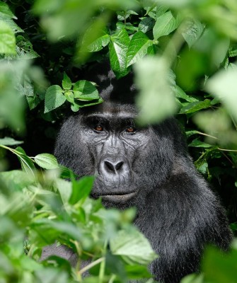Gorilla, Birding Uganda, Bird Watching Uganda, Uganda, African Birds, Naturalist Journeys, Wildlife Tour, Wildlife Photography, Ecotourism, Specialty Birds, Endemic Birds, Birding Hotspot, Gorilla Trek, Queen Elizabeth National Park 
