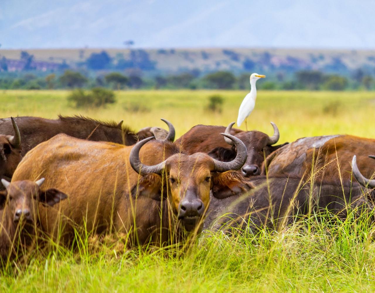 Birding Uganda, Bird Watching Uganda, Uganda, African Birds, Naturalist Journeys, Wildlife Tour, Wildlife Photography, Ecotourism, Specialty Birds, Endemic Birds, Birding Hotspot, Gorilla Trek, Queen Elizabeth National Park 