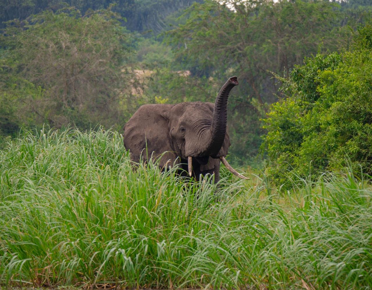 Elephant, Birding Uganda, Bird Watching Uganda, Uganda, African Birds, Naturalist Journeys, Wildlife Tour, Wildlife Photography, Ecotourism, Specialty Birds, Endemic Birds, Birding Hotspot, Gorilla Trek, Queen Elizabeth National Park 