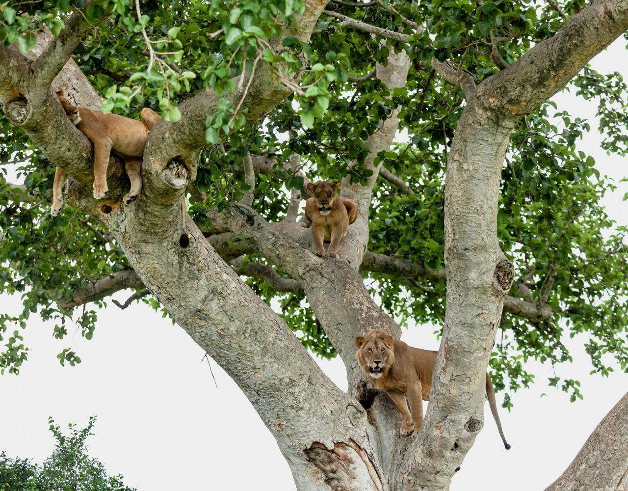 Lion, Birding Uganda, Bird Watching Uganda, Uganda, African Birds, Naturalist Journeys, Wildlife Tour, Wildlife Photography, Ecotourism, Specialty Birds, Endemic Birds, Birding Hotspot, Gorilla Trek, Queen Elizabeth National Park 