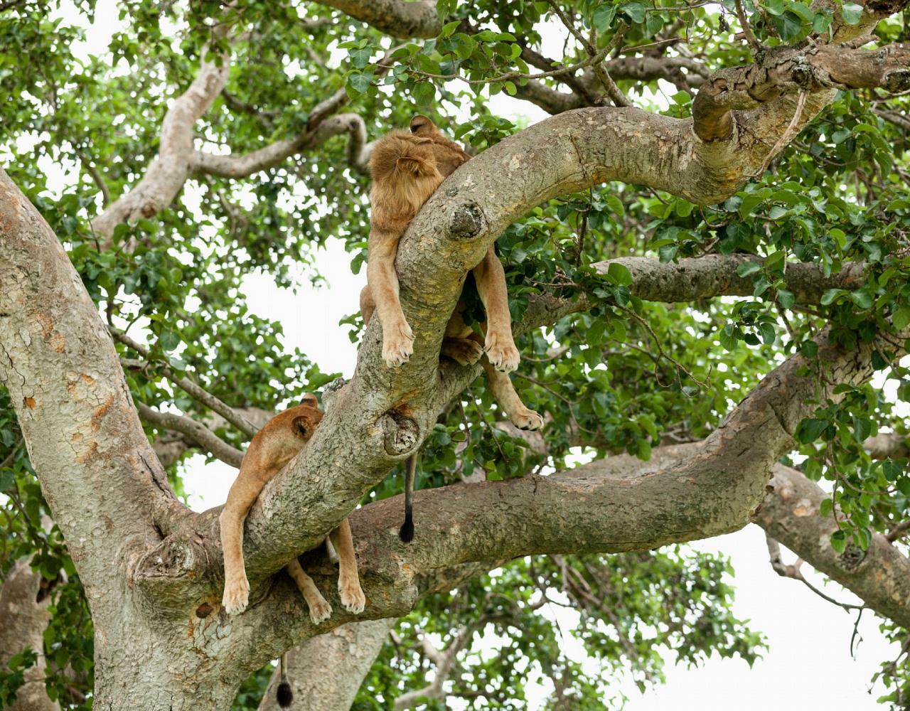 Lion, Birding Uganda, Bird Watching Uganda, Uganda, African Birds, Naturalist Journeys, Wildlife Tour, Wildlife Photography, Ecotourism, Specialty Birds, Endemic Birds, Birding Hotspot, Gorilla Trek, Queen Elizabeth National Park 