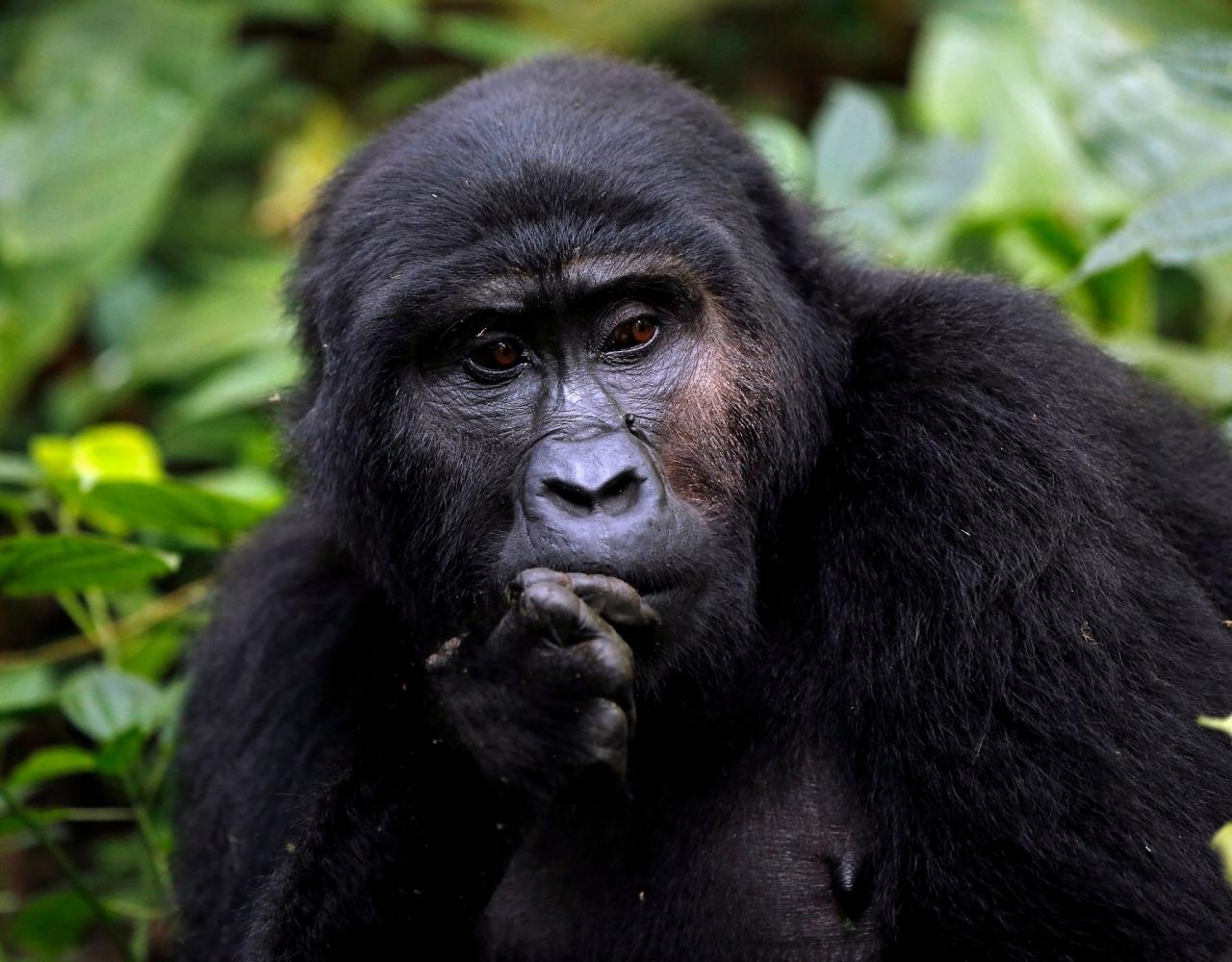 Birding Uganda, Bird Watching Uganda, Uganda, African Birds, Naturalist Journeys, Wildlife Tour, Wildlife Photography, Ecotourism, Specialty Birds, Endemic Birds, Birding Hotspot, Gorilla Trek, Queen Elizabeth National Park 