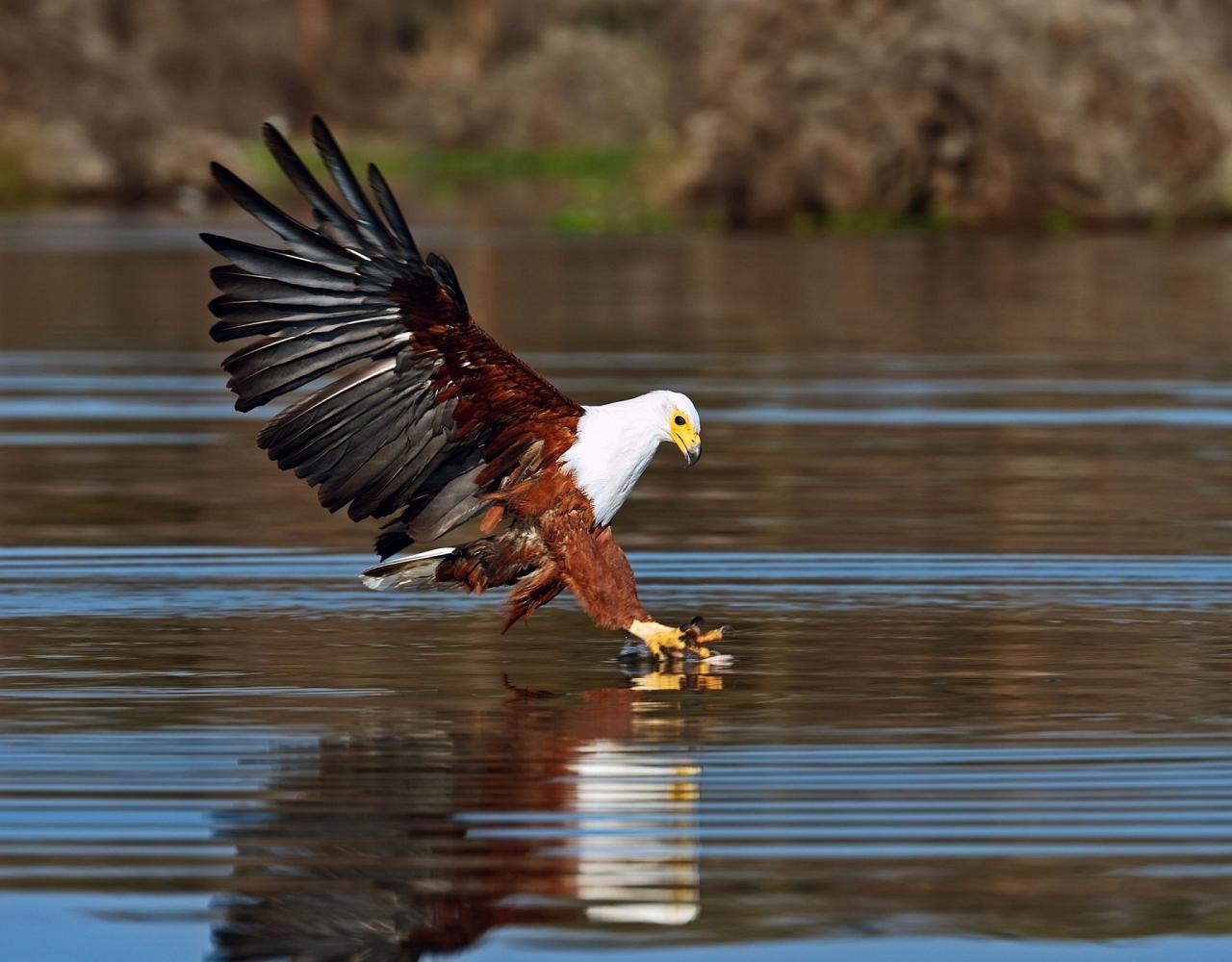 African Fish-eagle, Birding Uganda, Bird Watching Uganda, Uganda, African Birds, Naturalist Journeys, Wildlife Tour, Wildlife Photography, Ecotourism, Specialty Birds, Endemic Birds, Birding Hotspot, Gorilla Trek, Queen Elizabeth National Park 