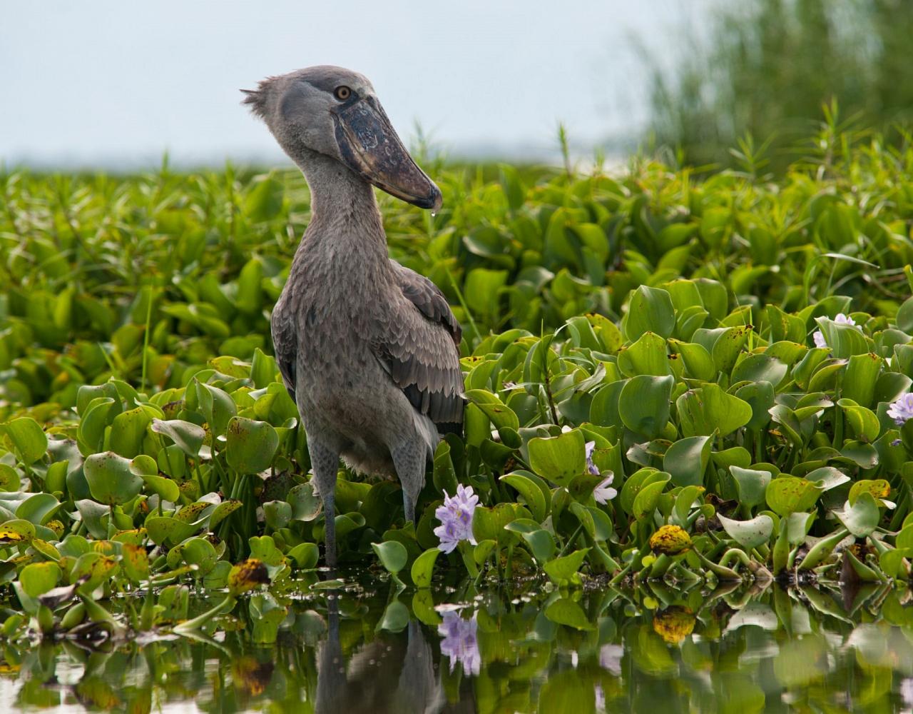 Birding Uganda, Bird Watching Uganda, Uganda, African Birds, Naturalist Journeys, Wildlife Tour, Wildlife Photography, Ecotourism, Specialty Birds, Endemic Birds, Birding Hotspot, Gorilla Trek, Queen Elizabeth National Park 
