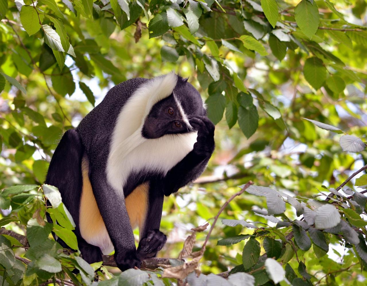 Diana Monkey, Birding Ghana, Bird watching Ghana, Africa, African Birds, Naturalist Journeys, Wildlife Tour, Wildlife Photography, Ecotourism, Specialty Birds, Endemic Birds, Birding Hotspot, Safari