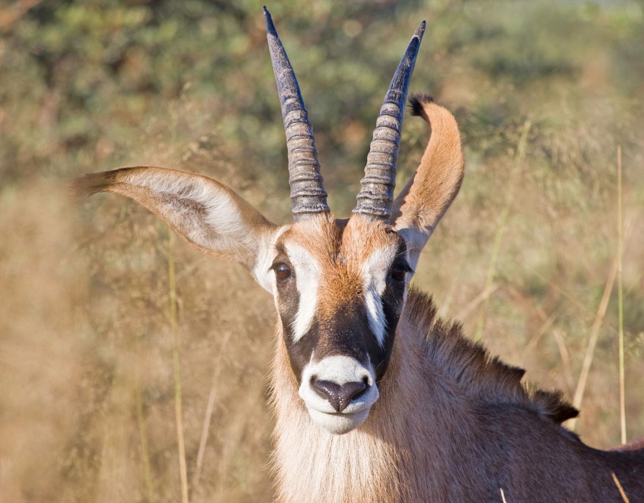 Roan Antelope, Birding Ghana, Bird watching Ghana, Africa, African Birds, Naturalist Journeys, Wildlife Tour, Wildlife Photography, Ecotourism, Specialty Birds, Endemic Birds, Birding Hotspot, Safari