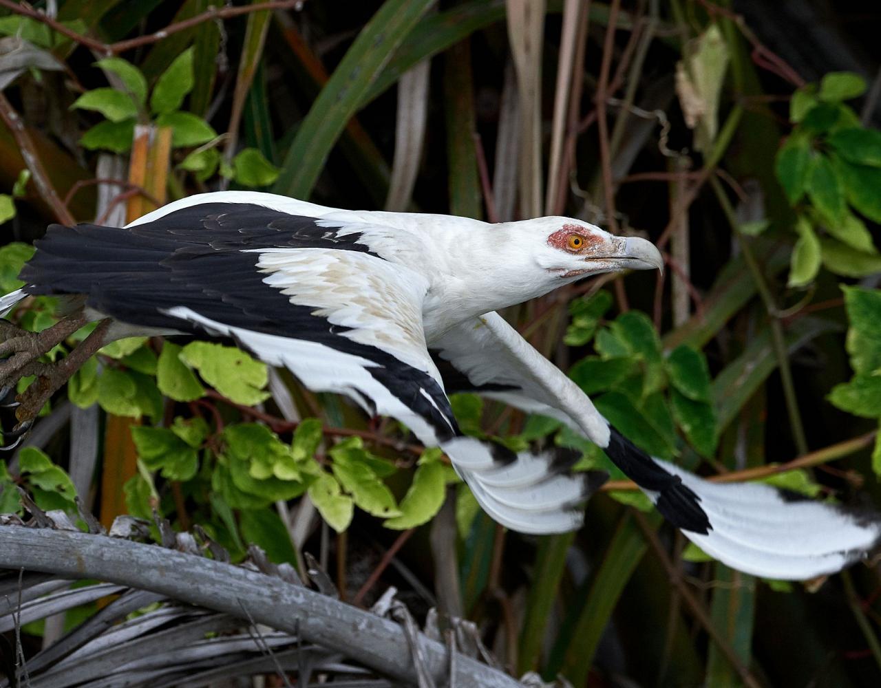 Palm-nut Vulture, Birding Ghana, Bird watching Ghana, Africa, African Birds, Naturalist Journeys, Wildlife Tour, Wildlife Photography, Ecotourism, Specialty Birds, Endemic Birds, Birding Hotspot, Safari
