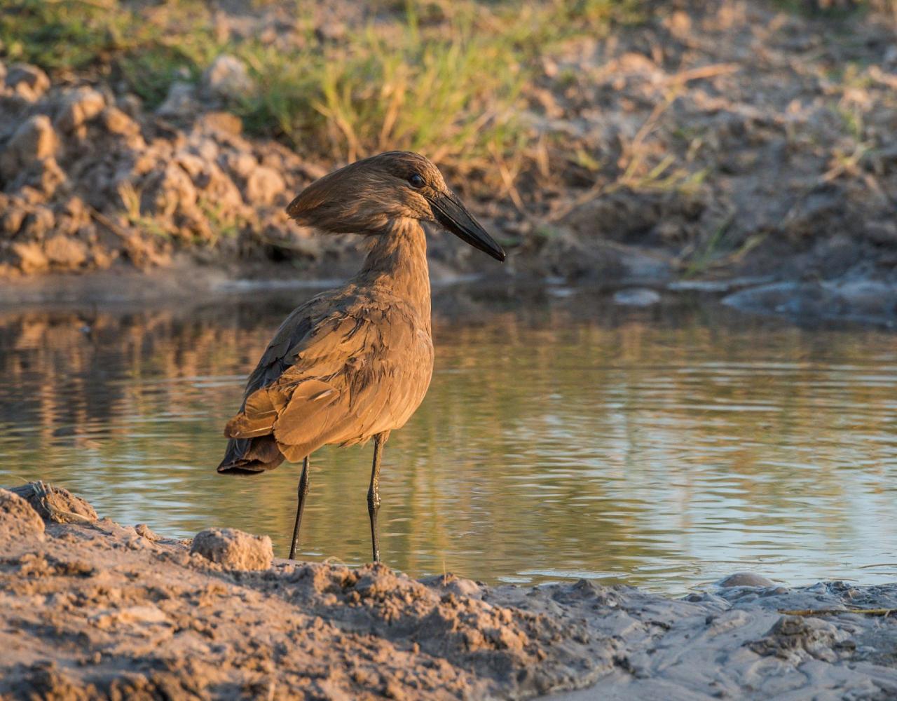 Hammerkop, Birding Ghana, Bird watching Ghana, Africa, African Birds, Naturalist Journeys, Wildlife Tour, Wildlife Photography, Ecotourism, Specialty Birds, Endemic Birds, Birding Hotspot, Safari