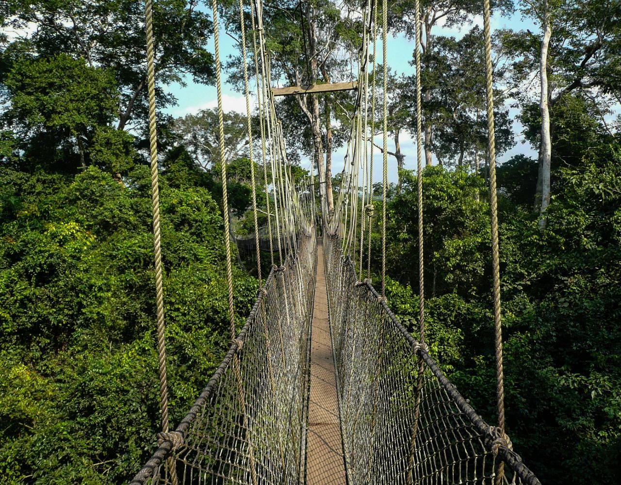 Birding Ghana, Bird watching Ghana, Africa, African Birds, Naturalist Journeys, Wildlife Tour, Wildlife Photography, Ecotourism, Specialty Birds, Endemic Birds, Birding Hotspot, Safari
