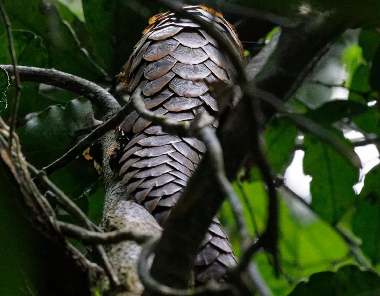 Long-tailed Pangolin, Birding Ghana, Bird watching Ghana, Africa, African Birds, Naturalist Journeys, Wildlife Tour, Wildlife Photography, Ecotourism, Specialty Birds, Endemic Birds, Birding Hotspot, Safari