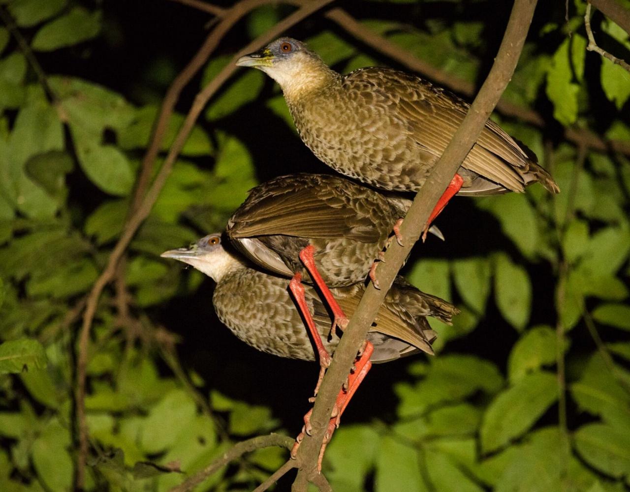 Nkulengu Rail, Birding Ghana, Bird watching Ghana, Africa, African Birds, Naturalist Journeys, Wildlife Tour, Wildlife Photography, Ecotourism, Specialty Birds, Endemic Birds, Birding Hotspot, Safari
