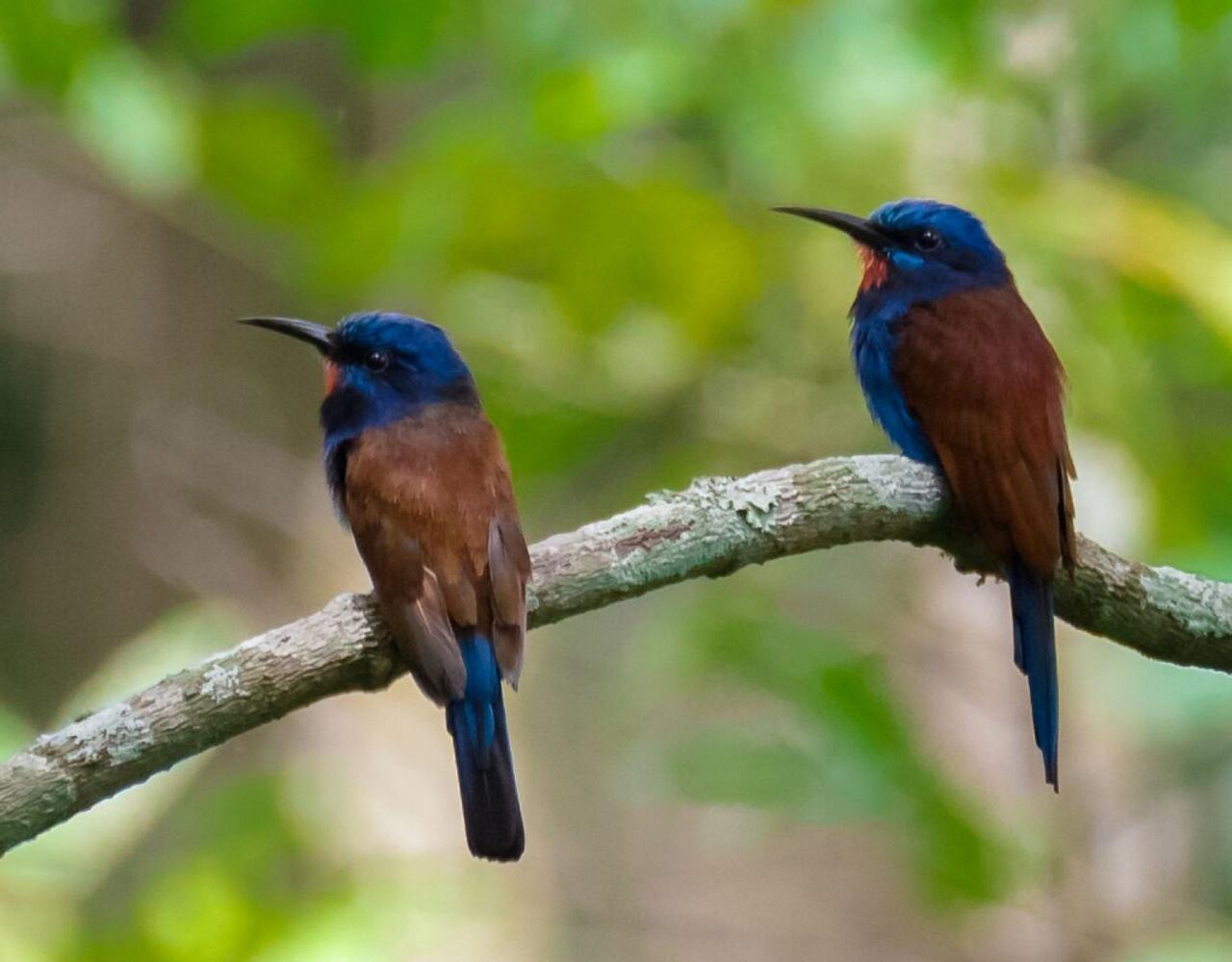Blue-moustached Bee-eater, Birding Ghana, Bird watching Ghana, Africa, African Birds, Naturalist Journeys, Wildlife Tour, Wildlife Photography, Ecotourism, Specialty Birds, Endemic Birds, Birding Hotspot, Safari