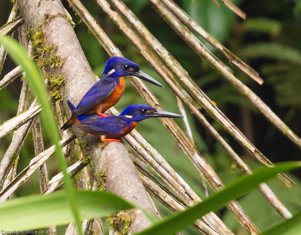 Shining Blue Kingfisher, Birding Ghana, Bird watching Ghana, Africa, African Birds, Naturalist Journeys, Wildlife Tour, Wildlife Photography, Ecotourism, Specialty Birds, Endemic Birds, Birding Hotspot, Safari