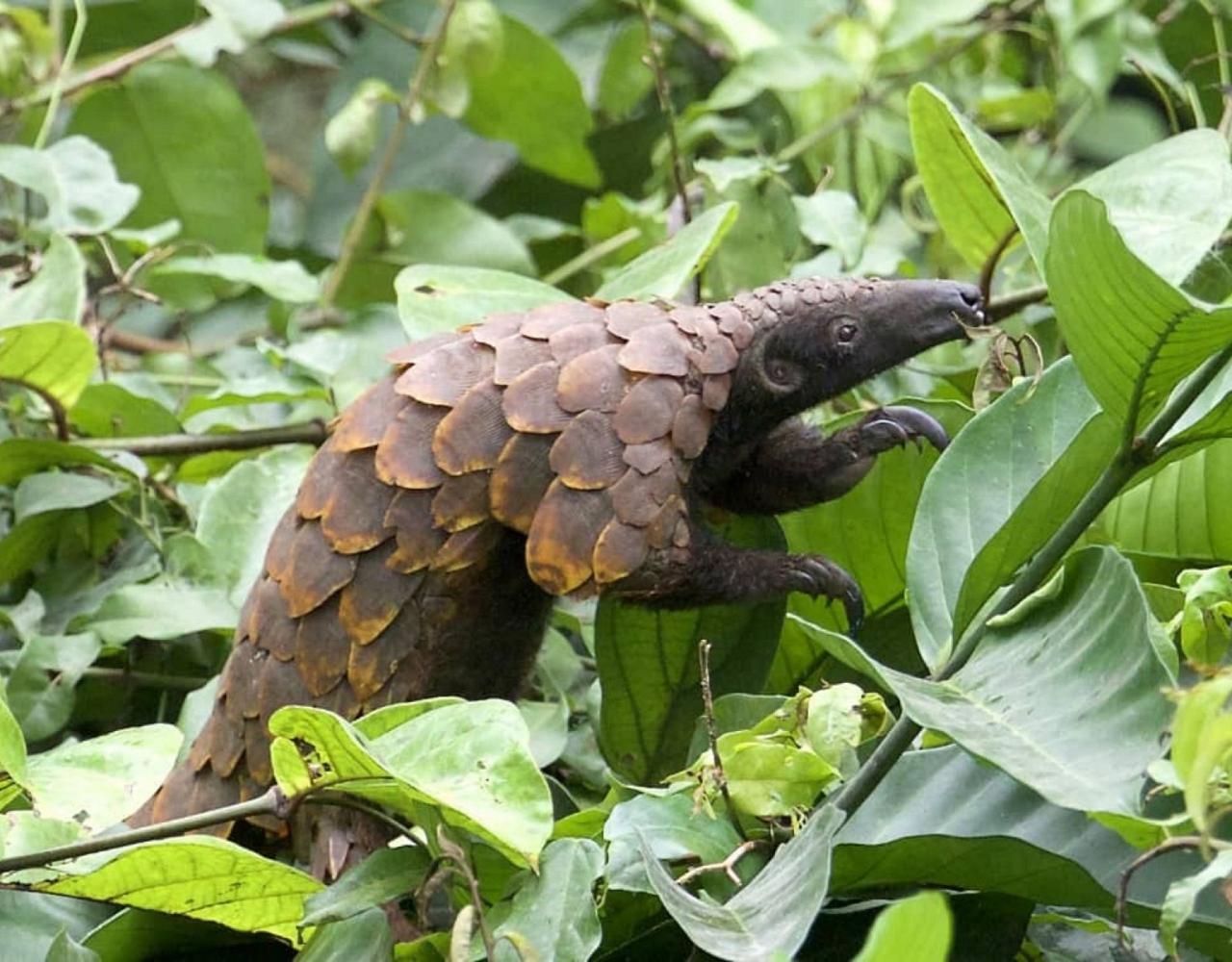 Long-tailed Pangolin, Birding Ghana, Bird watching Ghana, Africa, African Birds, Naturalist Journeys, Wildlife Tour, Wildlife Photography, Ecotourism, Specialty Birds, Endemic Birds, Birding Hotspot, Safari