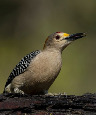 Birding Texas Hill Country, Bird watching, Texas, Hill Country, Naturalist Journeys, Wildlife Tour, Wildlife Photography, Ecotourism, Specialty Birds, Birding Hotspot