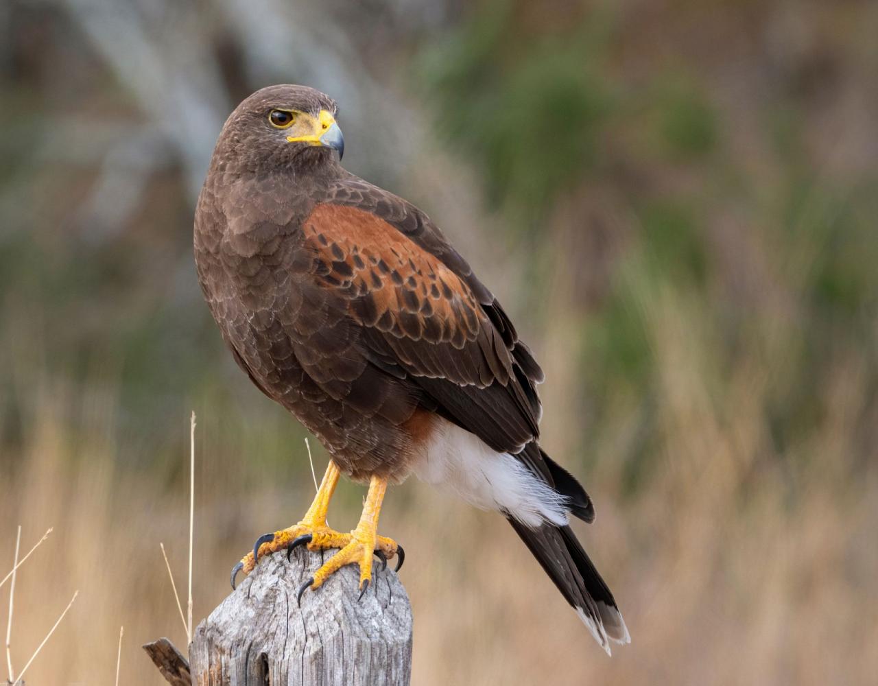 Birding Texas Hill Country, Bird watching, Texas, Hill Country, Naturalist Journeys, Wildlife Tour, Wildlife Photography, Ecotourism, Specialty Birds, Birding Hotspot