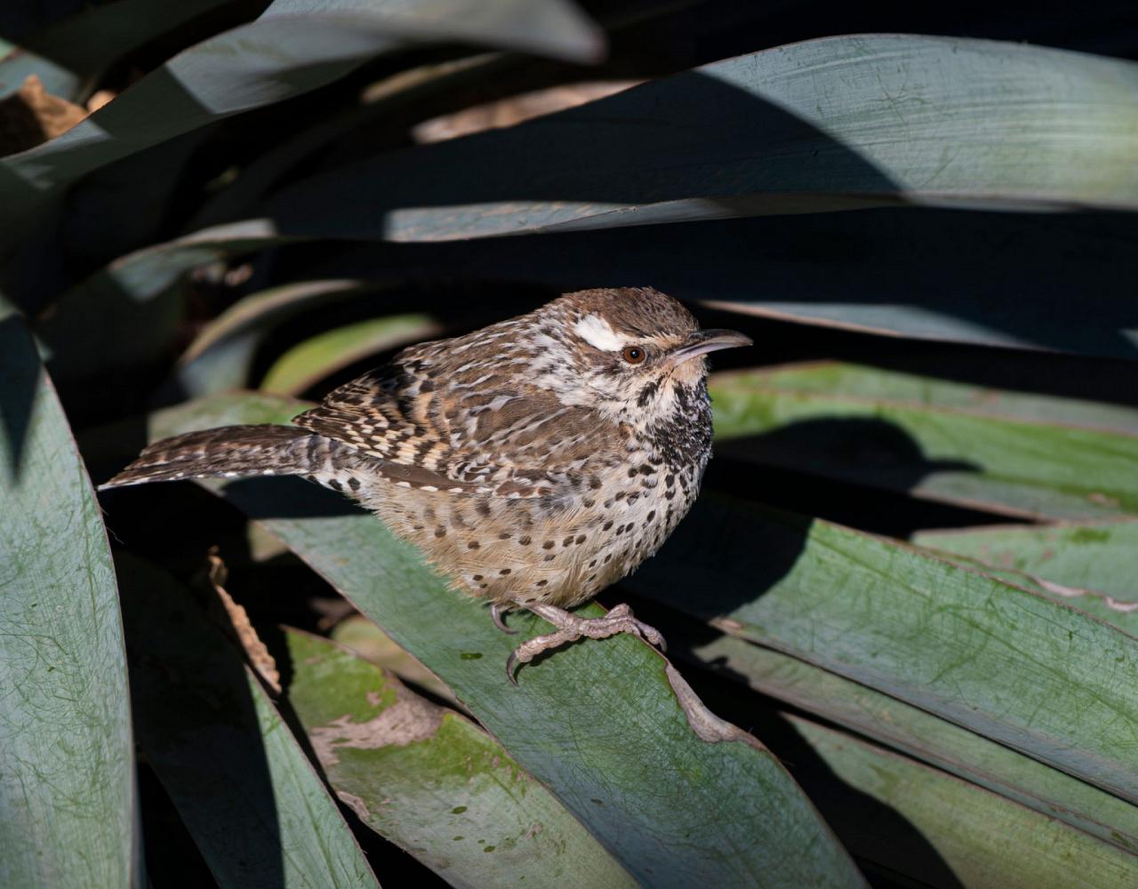 Birding Texas Hill Country, Bird watching, Texas, Hill Country, Naturalist Journeys, Wildlife Tour, Wildlife Photography, Ecotourism, Specialty Birds, Birding Hotspot