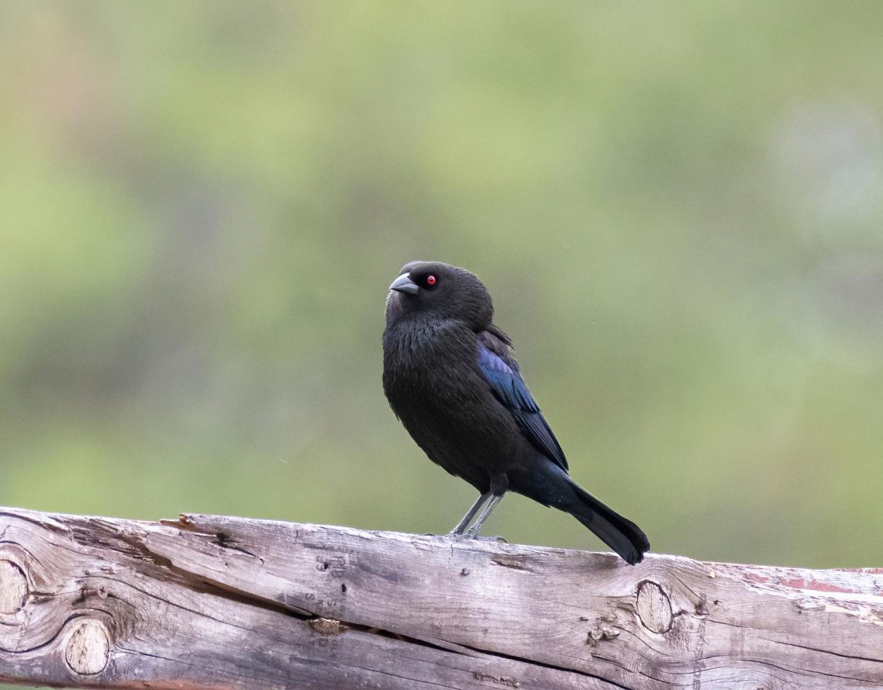 Birding Texas Hill Country, Bird watching, Texas, Hill Country, Naturalist Journeys, Wildlife Tour, Wildlife Photography, Ecotourism, Specialty Birds, Birding Hotspot