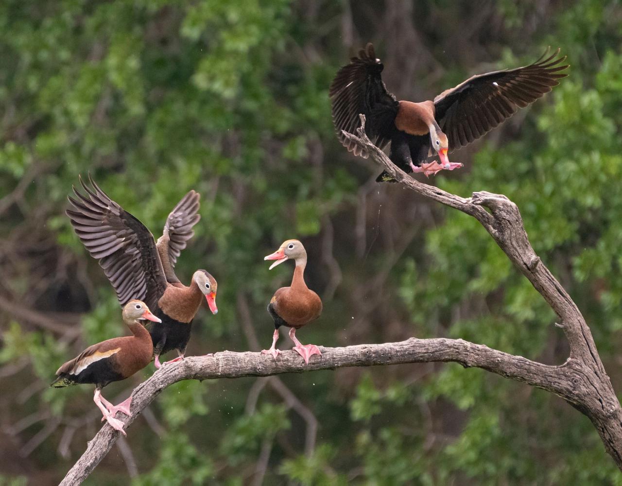 Birding Texas Hill Country, Bird watching, Texas, Hill Country, Naturalist Journeys, Wildlife Tour, Wildlife Photography, Ecotourism, Specialty Birds, Birding Hotspot