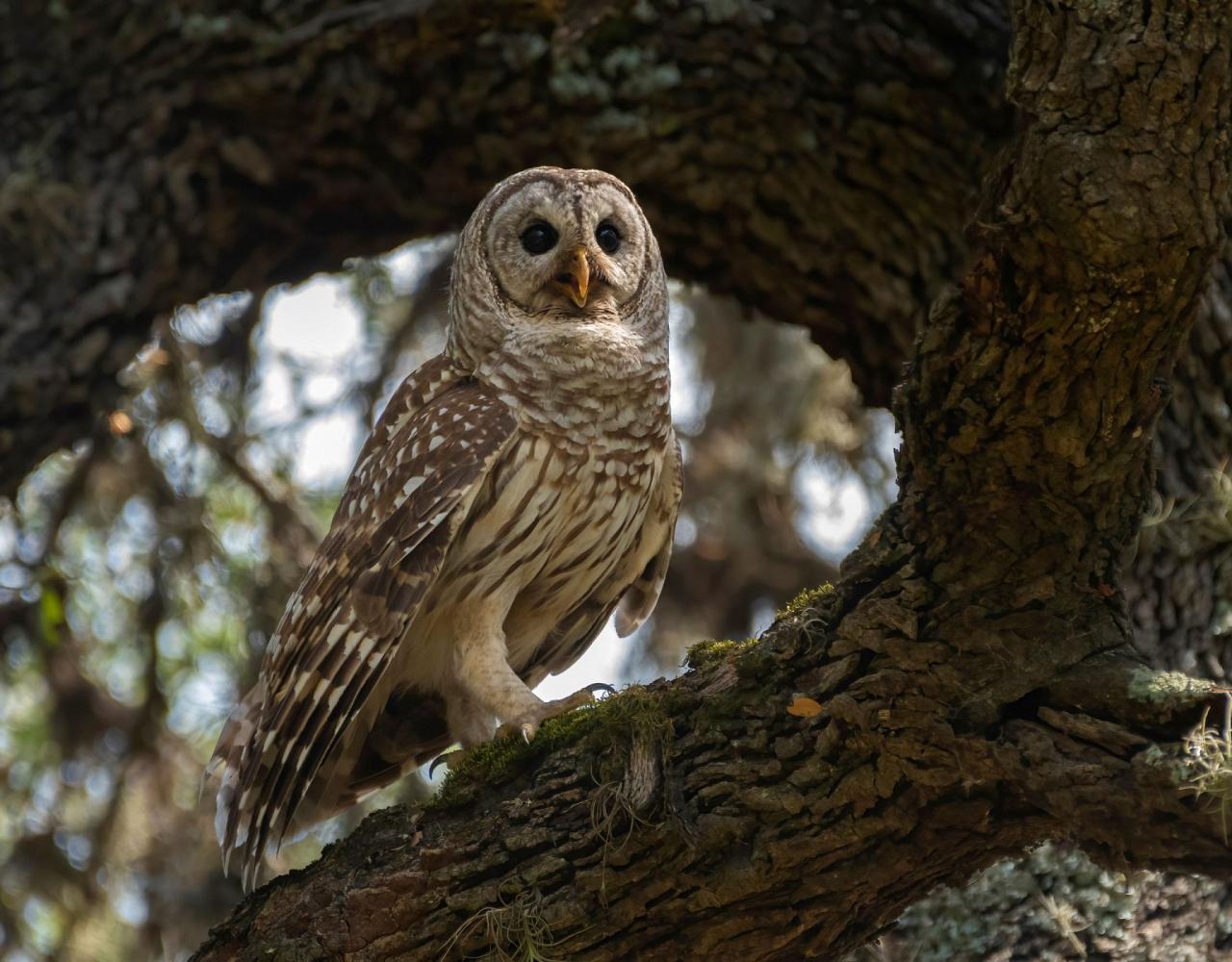 Birding Texas Hill Country, Bird watching, Texas, Hill Country, Naturalist Journeys, Wildlife Tour, Wildlife Photography, Ecotourism, Specialty Birds, Birding Hotspot