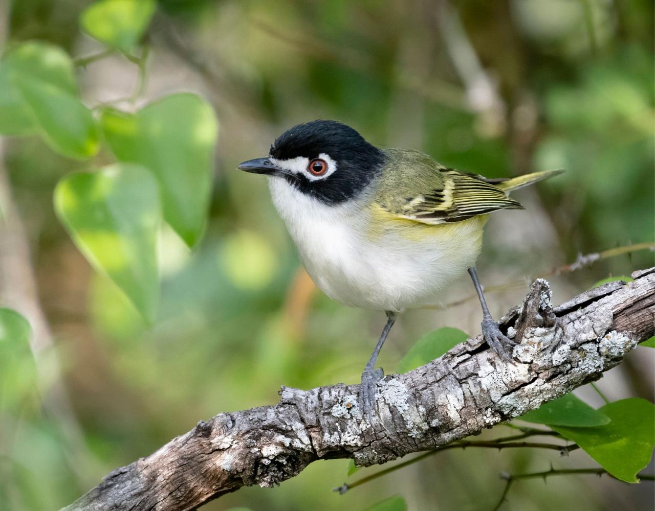 Birding Texas Hill Country, Bird watching, Texas, Hill Country, Naturalist Journeys, Wildlife Tour, Wildlife Photography, Ecotourism, Specialty Birds, Birding Hotspot