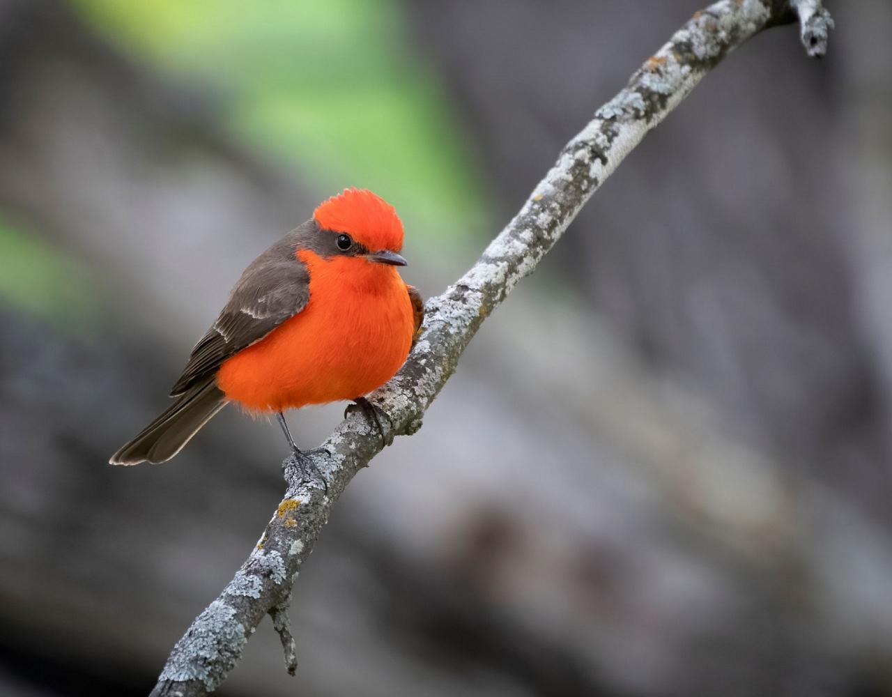 Birding Texas Hill Country, Bird watching, Texas, Hill Country, Naturalist Journeys, Wildlife Tour, Wildlife Photography, Ecotourism, Specialty Birds, Birding Hotspot