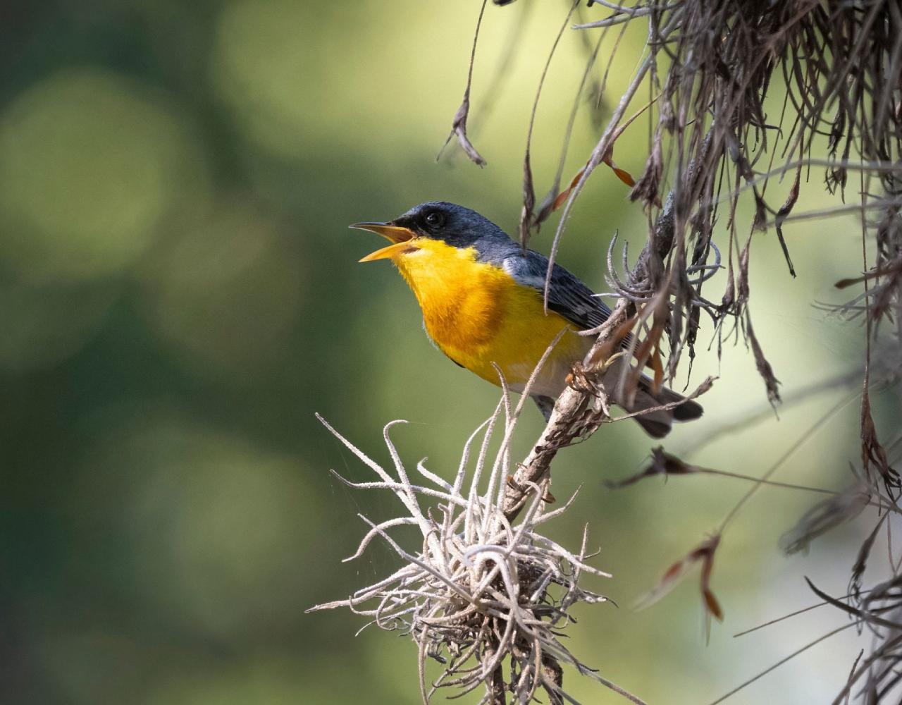 Birding Texas Hill Country, Bird watching, Texas, Hill Country, Naturalist Journeys, Wildlife Tour, Wildlife Photography, Ecotourism, Specialty Birds, Birding Hotspot