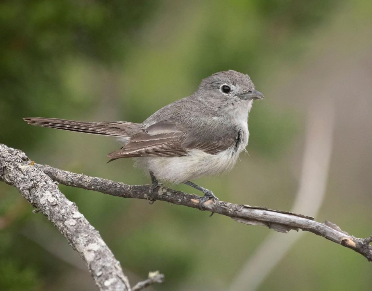 Birding Texas Hill Country, Bird watching, Texas, Hill Country, Naturalist Journeys, Wildlife Tour, Wildlife Photography, Ecotourism, Specialty Birds, Birding Hotspot