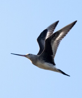 Hudsonian Godwit, Birding New Jersey, Bird watching Cape May, Cape May New Jersey, Nature Tour, Naturalist Journeys, Wildlife Tour, Wildlife Photography, Ecotourism, Specialty Birds, Birding Hotspot, Endemic Birds