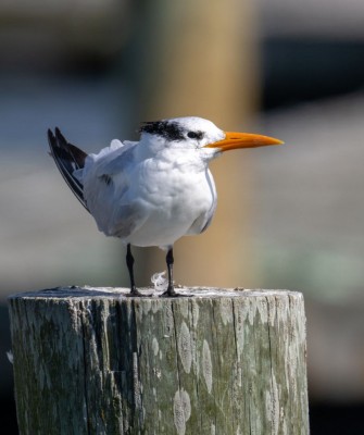 Royal Tern, Birding New Jersey, Bird watching Cape May, Cape May New Jersey, Nature Tour, Naturalist Journeys, Wildlife Tour, Wildlife Photography, Ecotourism, Specialty Birds, Birding Hotspot, Endemic Birds