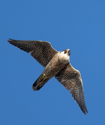 Peregrine Falcon, Birding New Jersey, Bird watching Cape May, Cape May New Jersey, Nature Tour, Naturalist Journeys, Wildlife Tour, Wildlife Photography, Ecotourism, Specialty Birds, Birding Hotspot, Endemic Birds