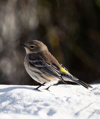 Yellow-rumped Warbler, Birding New Jersey, Bird watching Cape May, Cape May New Jersey, Nature Tour, Naturalist Journeys, Wildlife Tour, Wildlife Photography, Ecotourism, Specialty Birds, Birding Hotspot, Endemic Birds