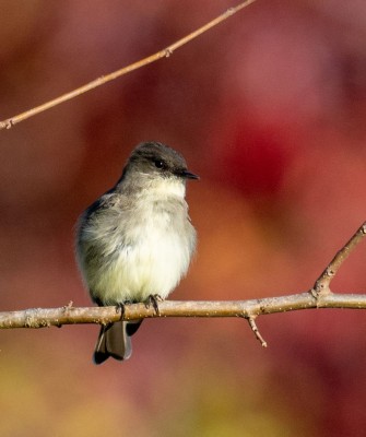 Eastern Phoebe, Birding New Jersey, Bird watching Cape May, Cape May New Jersey, Nature Tour, Naturalist Journeys, Wildlife Tour, Wildlife Photography, Ecotourism, Specialty Birds, Birding Hotspot, Endemic Birds