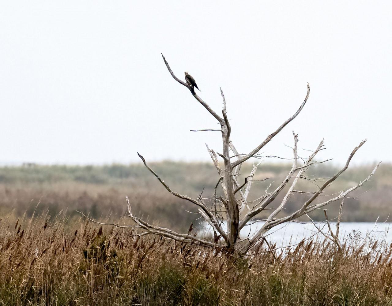 Birding New Jersey, Bird watching Cape May, Cape May New Jersey, Nature Tour, Naturalist Journeys, Wildlife Tour, Wildlife Photography, Ecotourism, Specialty Birds, Birding Hotspot, Endemic Birds