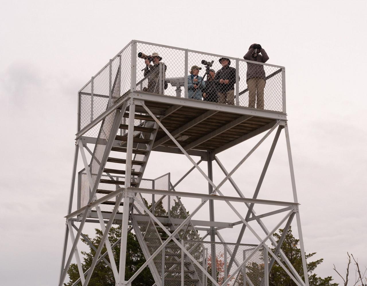 Birding New Jersey, Bird watching Cape May, Cape May New Jersey, Nature Tour, Naturalist Journeys, Wildlife Tour, Wildlife Photography, Ecotourism, Specialty Birds, Birding Hotspot, Endemic Birds