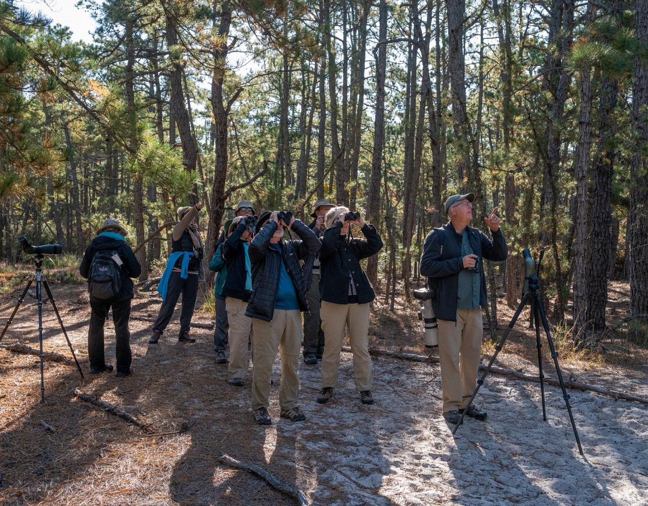 Birding New Jersey, Bird watching Cape May, Cape May New Jersey, Nature Tour, Naturalist Journeys, Wildlife Tour, Wildlife Photography, Ecotourism, Specialty Birds, Birding Hotspot, Endemic Birds