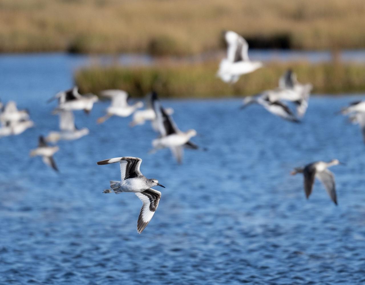 Birding New Jersey, Bird watching Cape May, Cape May New Jersey, Nature Tour, Naturalist Journeys, Wildlife Tour, Wildlife Photography, Ecotourism, Specialty Birds, Birding Hotspot, Endemic Birds