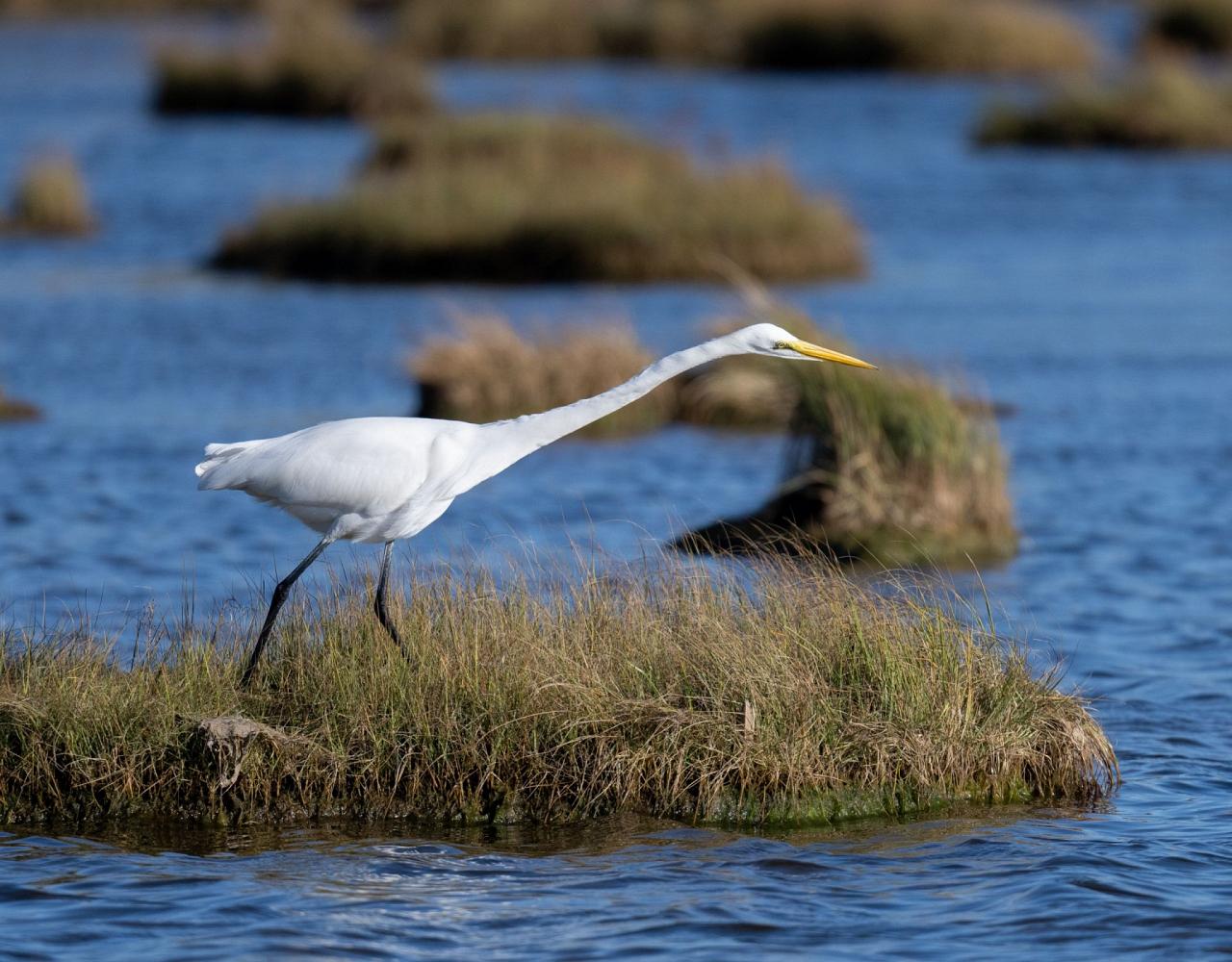 Birding New Jersey, Bird watching Cape May, Cape May New Jersey, Nature Tour, Naturalist Journeys, Wildlife Tour, Wildlife Photography, Ecotourism, Specialty Birds, Birding Hotspot, Endemic Birds